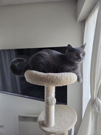 A ceder A ceder – Chat / Chaton à donner à Gonesse (95) (photo 2)