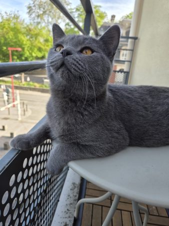 A ceder A ceder – Chat / Chaton à donner à Gonesse (95) (photo 3)