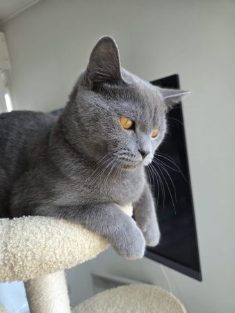 A ceder – Chat / Chaton à donner à Gonesse (95)