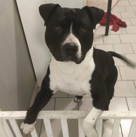 American staff – Chien / Chiot à donner à Salins-Les-Bains (39)