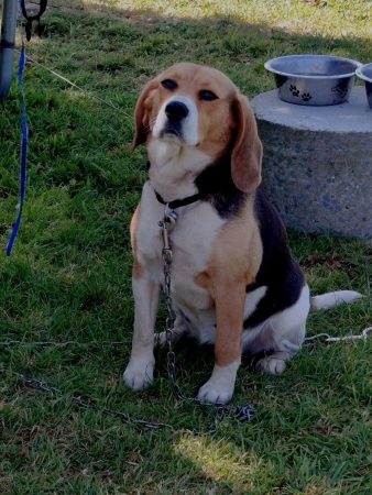 Beagle femmelle – Chien / Chiot à vendre à Plaine-Haute (22)