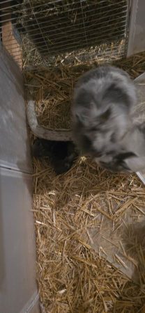 Bébé lapin adoption sérieuse – Lapin à vendre à Warneton (77)