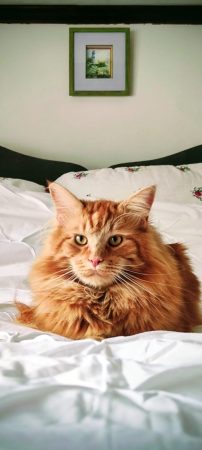Céde Maine Coon mâle roux né en juillet 2024 Céde Maine Coon mâle roux né en juillet 2024 – Chat / Chaton à vendre à Pont-Melvez (22) (photo 2)