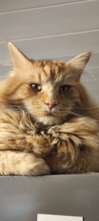 Céde Maine Coon mâle roux né en juillet 2024 – Chat / Chaton à vendre à Pont-Melvez (22)