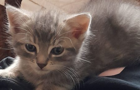 Chaton – Chat / Chaton à donner à La Bassée (59)