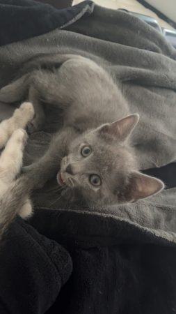 Chaton – Chat / Chaton à donner à La Seyne Sur Mer (83) (photo 2)