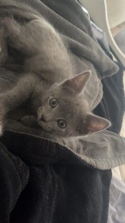 Chaton – Chat / Chaton à donner à La Seyne Sur Mer (83)