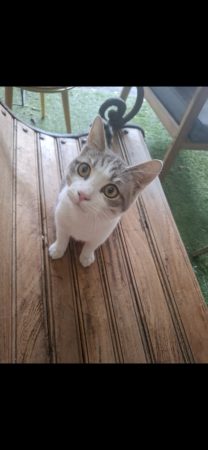 Chaton de 6 mois – Chat / Chaton à vendre à Beaumont Sur Oise (95)