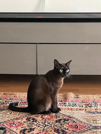 Chatte de 18 mois de race burmese americaine – Chat / Chaton à donner à Geneva (12)