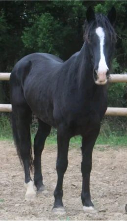 Cheval hongre pour loisir – Cheval / Poney à vendre à Louvetot (76)