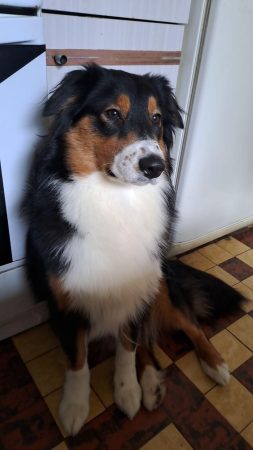 Chien – Chien / Chiot à donner à Besançon (25) (photo 2)