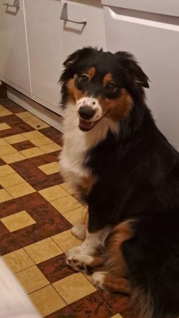 Chien – Chien / Chiot à donner à Besançon (25)