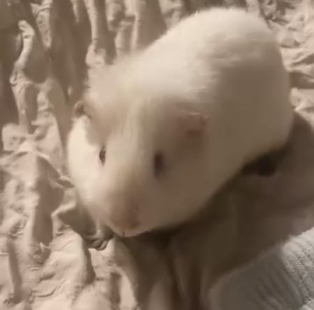 Cochon d’Inde albinos – Rongeur à donner à Castillon La Bataille (33)