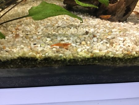 Crevettes – Poisson à donner à Bordeaux (33)