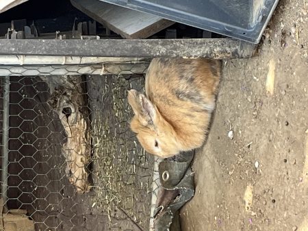 Don : adoptez Johnny, superbe lapin nain tête de lion – Lapin à donner à Marseille (13) (photo 2)
