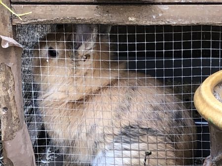 Don : adoptez Johnny, superbe lapin nain tête de lion – Lapin à donner à Marseille (13) (photo 3)