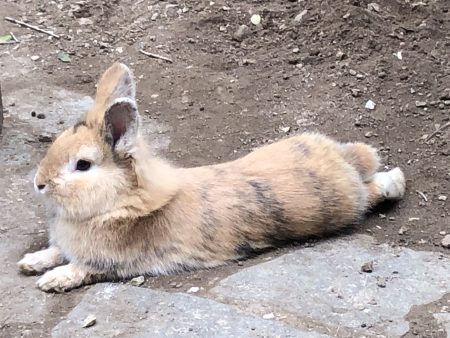 Don : adoptez Johnny, superbe lapin nain tête de lion – Lapin à donner à Marseille (13)