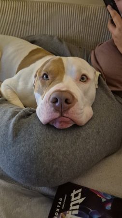 Don american bully – Chien / Chiot à donner à Hardricourt (78)