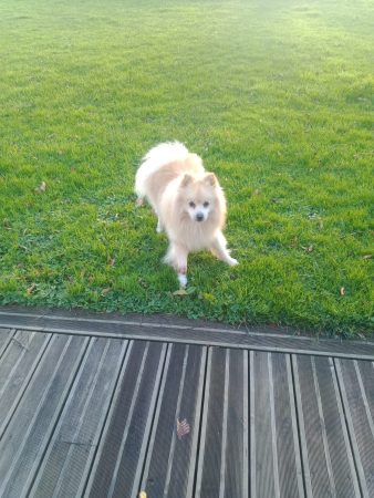 Don spitz allemand 2ans1/2, très câlin et joueur que nôtre fille nous a confié depuis 2ans,nous pouvons plus nous en oc – Chien / Chiot à donner à Saint Jacques D Aliermont (76)