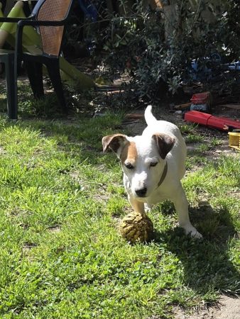 Don Jack russel – Chien / Chiot à donner à Aulnay-Sous-Bois (93) (photo 2)