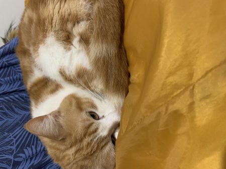 Donne 2 chats – Chat / Chaton à donner à Viroflay (78)