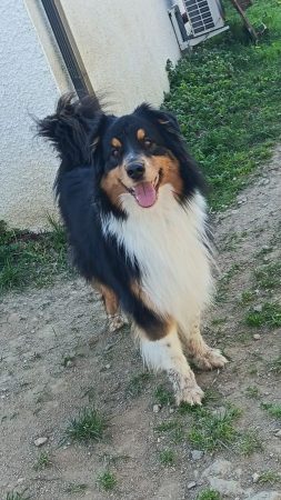 Donne berger australien femelle – Chien / Chiot à donner à Valence (26) (photo 2)