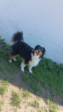 Donne berger australien femelle – Chien / Chiot à donner à Valence (26) (photo 3)