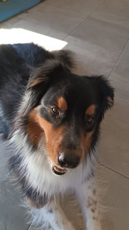 Donne berger australien femelle – Chien / Chiot à donner à Valence (26)