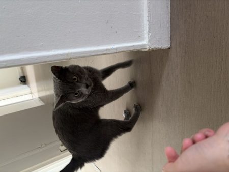Donne chat 1an et demi joueur câlin – Chat / Chaton à donner à Acheres (78) (photo 2)