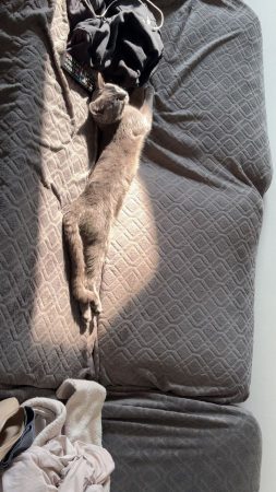 Donne chat 1an et demi joueur câlin – Chat / Chaton à donner à Acheres (78)