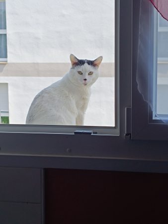 Donne chat adulte Donne chat adulte – Chat / Chaton à donner à Compiègne (60)