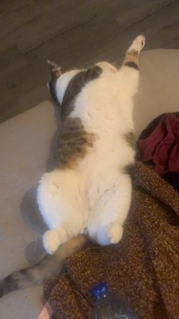 Donne chat adulte – Chat / Chaton à donner à Pledran (22) (photo 2)