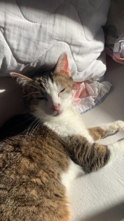 Donne chat adulte – Chat / Chaton à donner à Pledran (22) (photo 3)