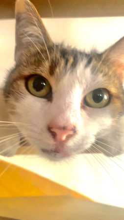 Donne chat adulte – Chat / Chaton à donner à Pledran (22)