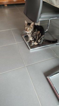 Donne chat de maison Donne chat de maison – Chat / Chaton à donner à Haguenau (67)