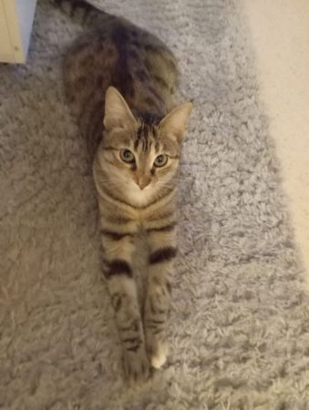 Donne chat femelle – Chat / Chaton à donner à Fontenays Le Comte (85) (photo 2)