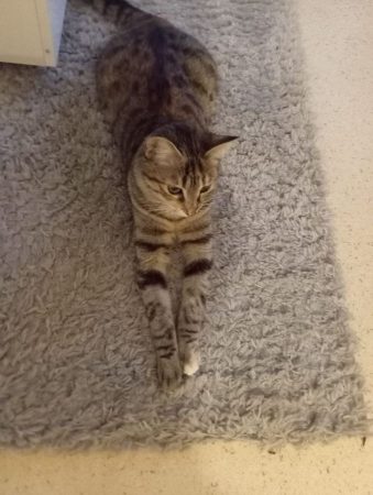 Donne chat femelle – Chat / Chaton à donner à Fontenays Le Comte (85) (photo 3)