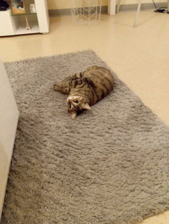 Donne chat femelle – Chat / Chaton à donner à Fontenays Le Comte (85)