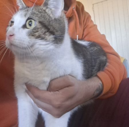 Donne chat mâle 4 ans affectueux – Chat / Chaton à donner à Graty (78)