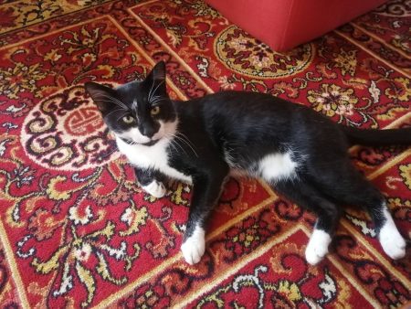 Donne chat mâle – Chat / Chaton à donner à Asnieres La Giraud (17) (photo 2)