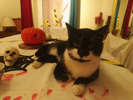 Donne chat mâle – Chat / Chaton à donner à Asnieres La Giraud (17)