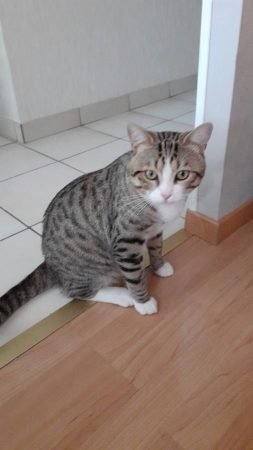 Donne chat male – Chat / Chaton à donner à Lingolsheim (67) (photo 5)
