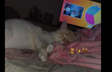 Donne chat, merci de bien lire l'annonce. – Chat / Chaton à donner à Castillon La Bataille (33)