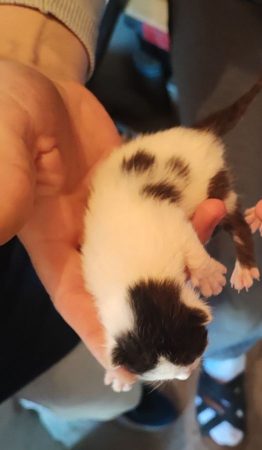 Donne chaton – Chat / Chaton à donner à Gevry (39)