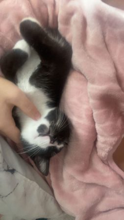 Donne chaton de 8 mois – Chat / Chaton à donner à Pledran (22) (photo 3)