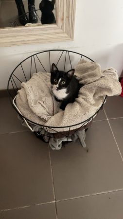 Donne chaton de 8 mois – Chat / Chaton à donner à Pledran (22)