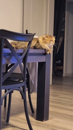 Donne chats – Chat / Chaton à donner à Frejus (83) (photo 2)
