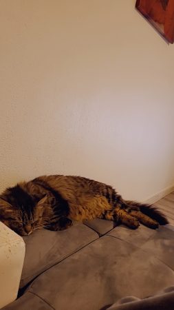 Donne chats – Chat / Chaton à donner à Frejus (83)