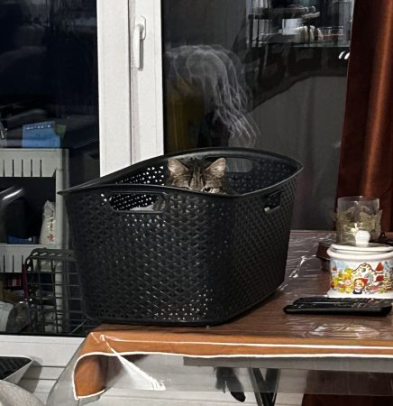 Donne chatte 1 ans – Chat / Chaton à donner à Valenciennes (59) (photo 2)