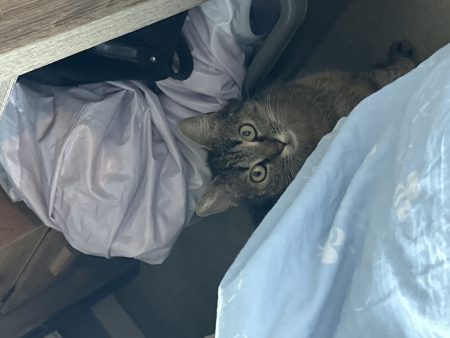 Donne chatte 1 ans – Chat / Chaton à donner à Valenciennes (59) (photo 3)